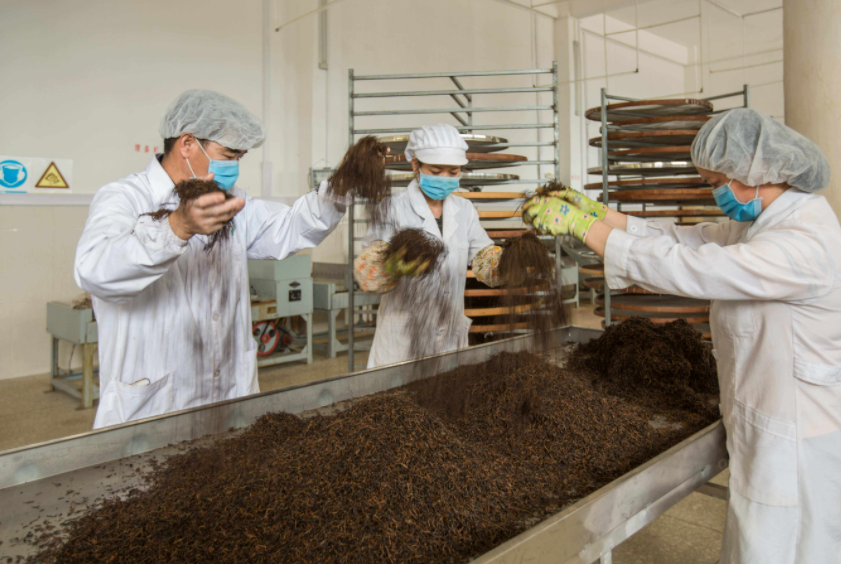 茶叶生产与加工技术